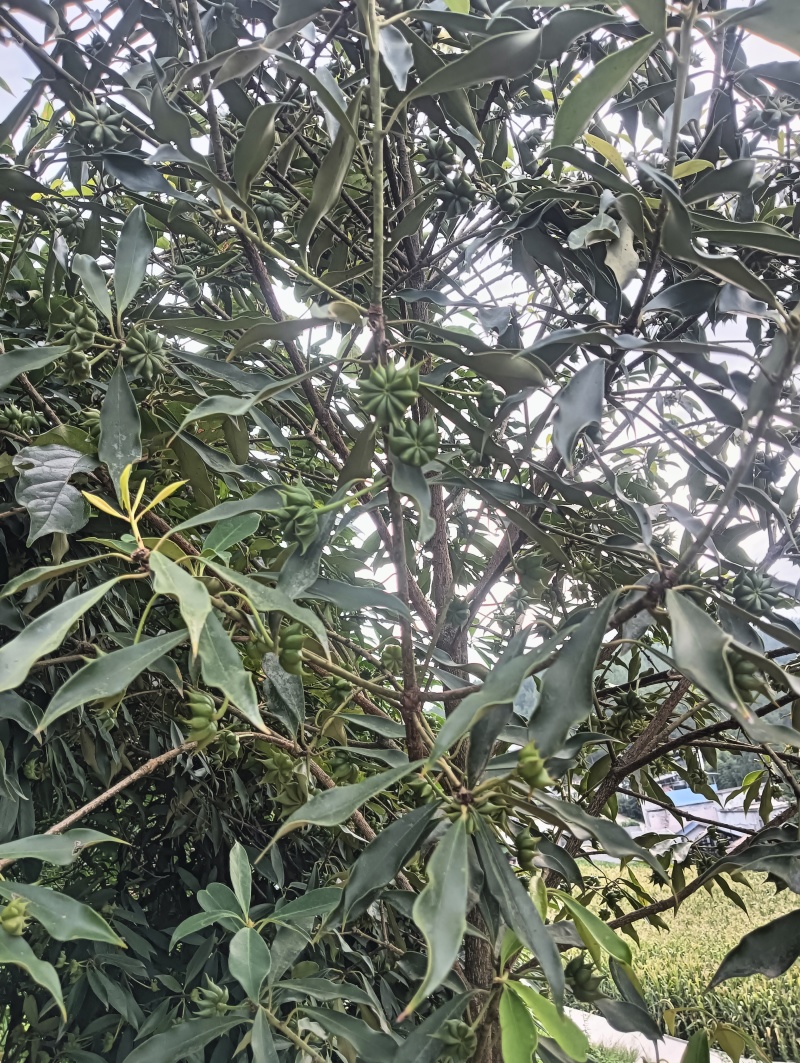 纯野生八角