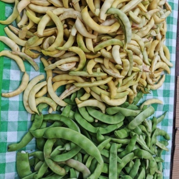 油豆，黄金勾