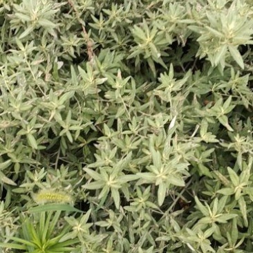 野生小叶艾草