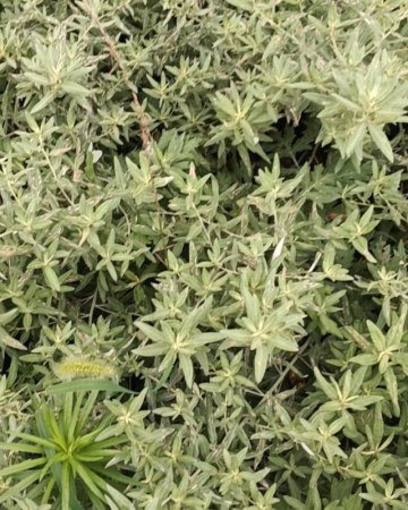 野生小叶艾草