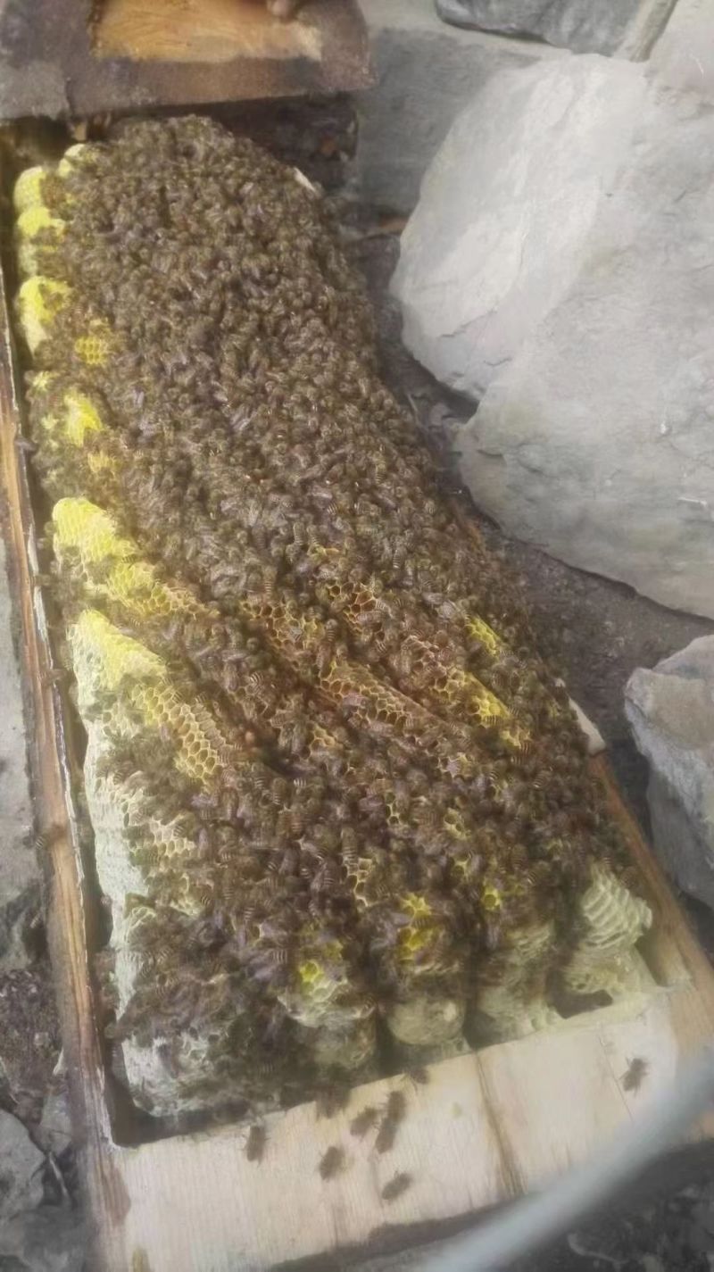 光雾山自家土蜂蜜，******，甜到心坎里🍯✨
