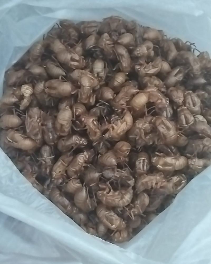 知了猴皮