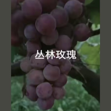 丛林玫瑰葡萄
