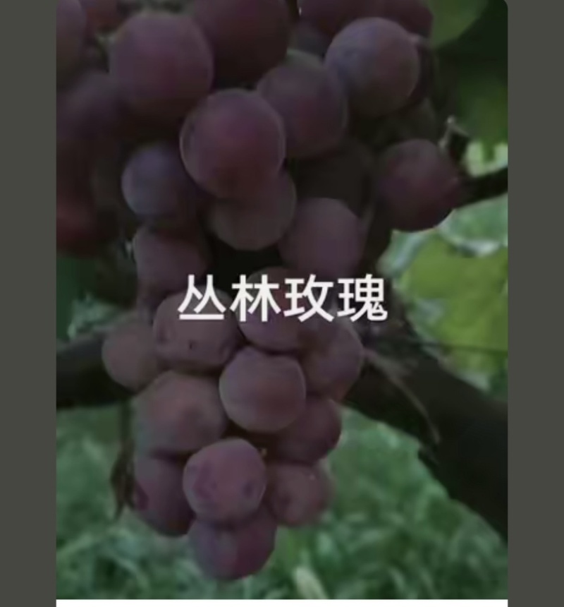 丛林玫瑰葡萄