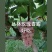 丛林玫瑰葡萄