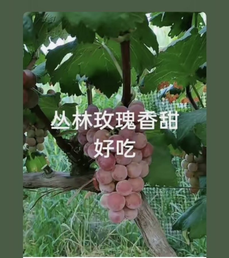 丛林玫瑰葡萄