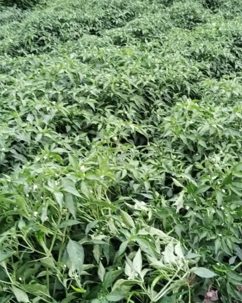 小米椒