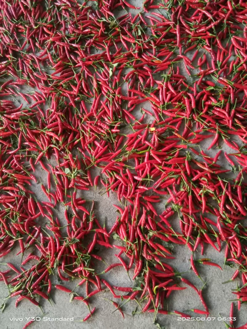 小米辣朝天椒