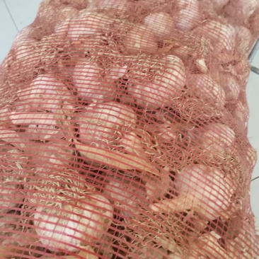 红蒜杂交蒜