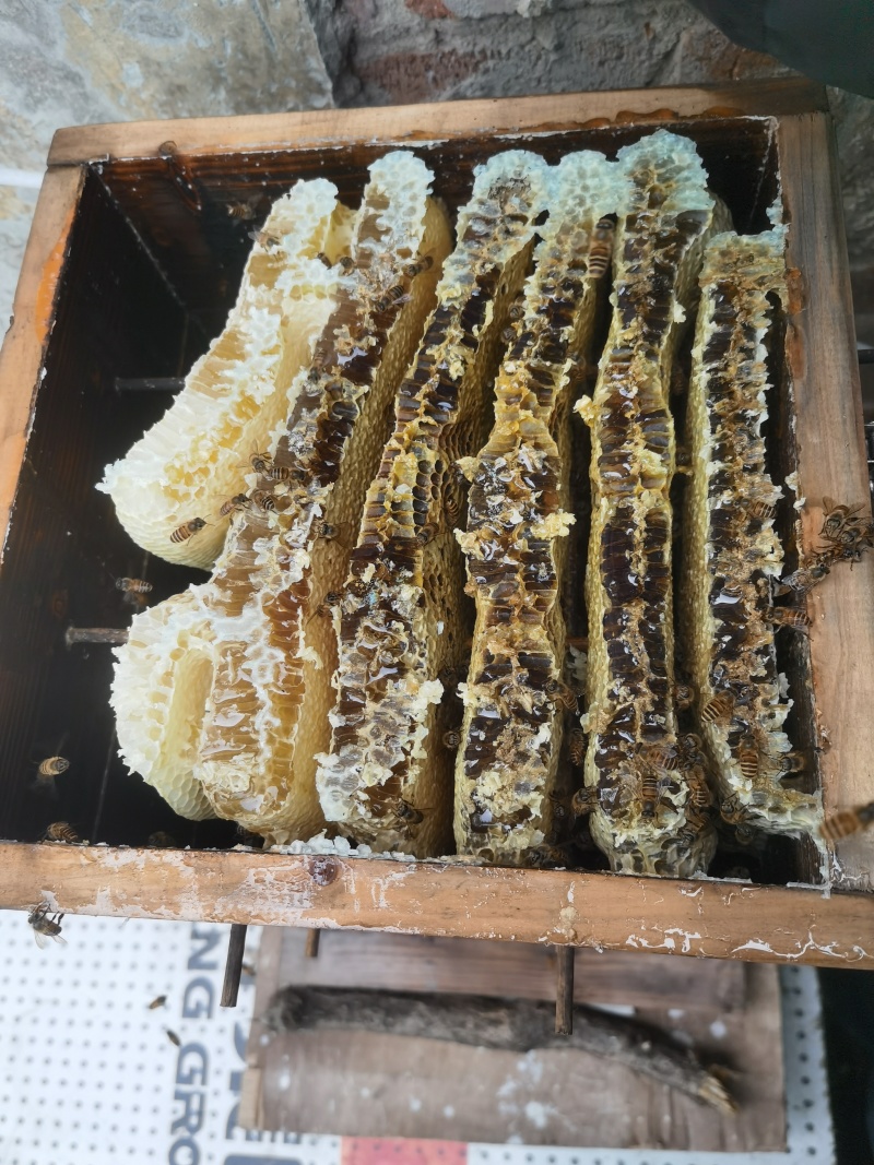 中锋封盖百花蜂蜜