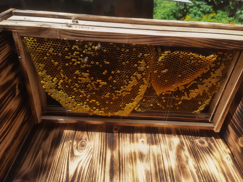 中锋封盖百花蜂蜜