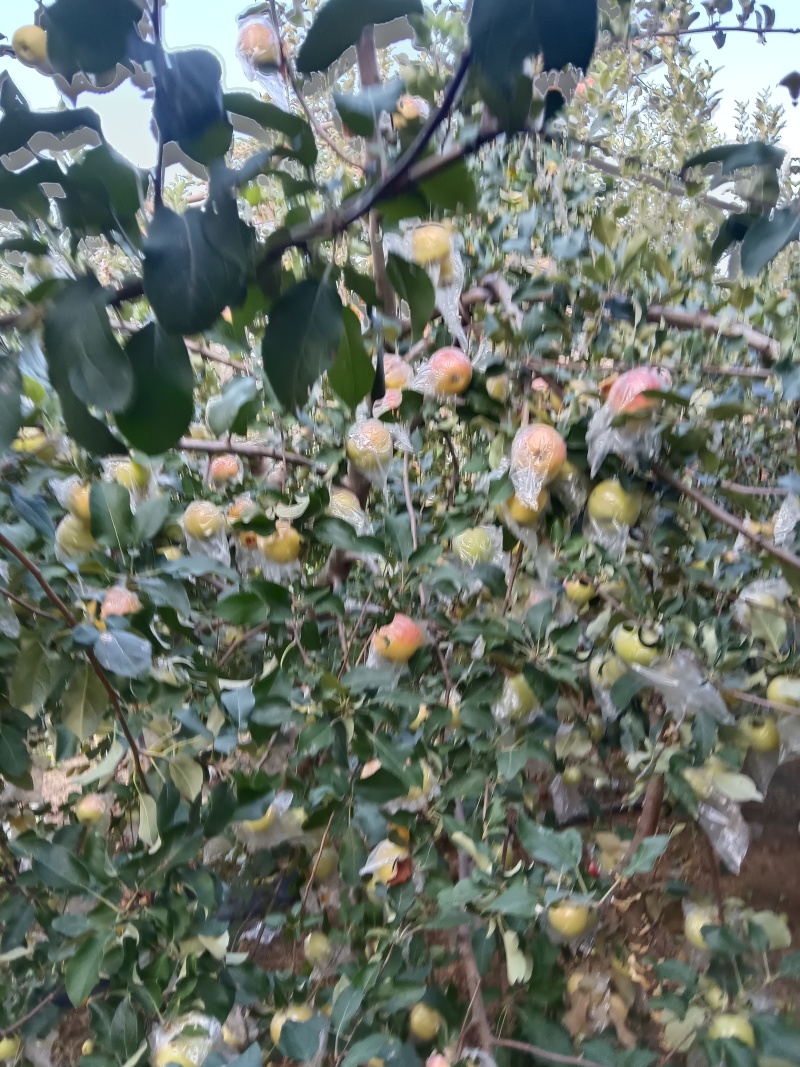 美八苹果