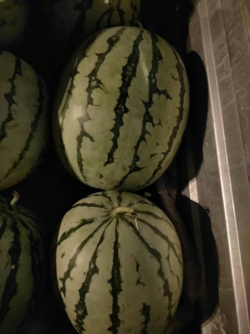 襄阳西瓜