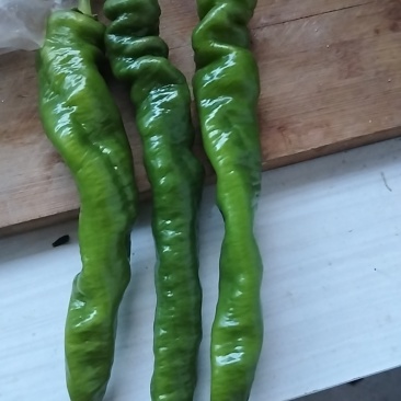 辣椒