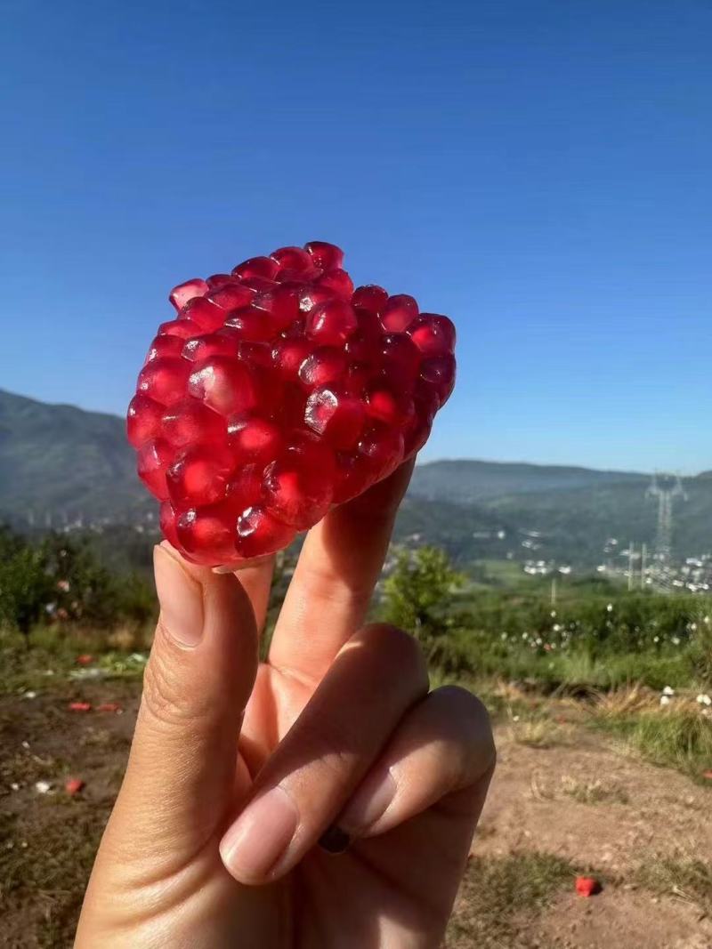 突尼斯石榴，软子石榴，硬子石榴，六月红石榴，早熟石榴
