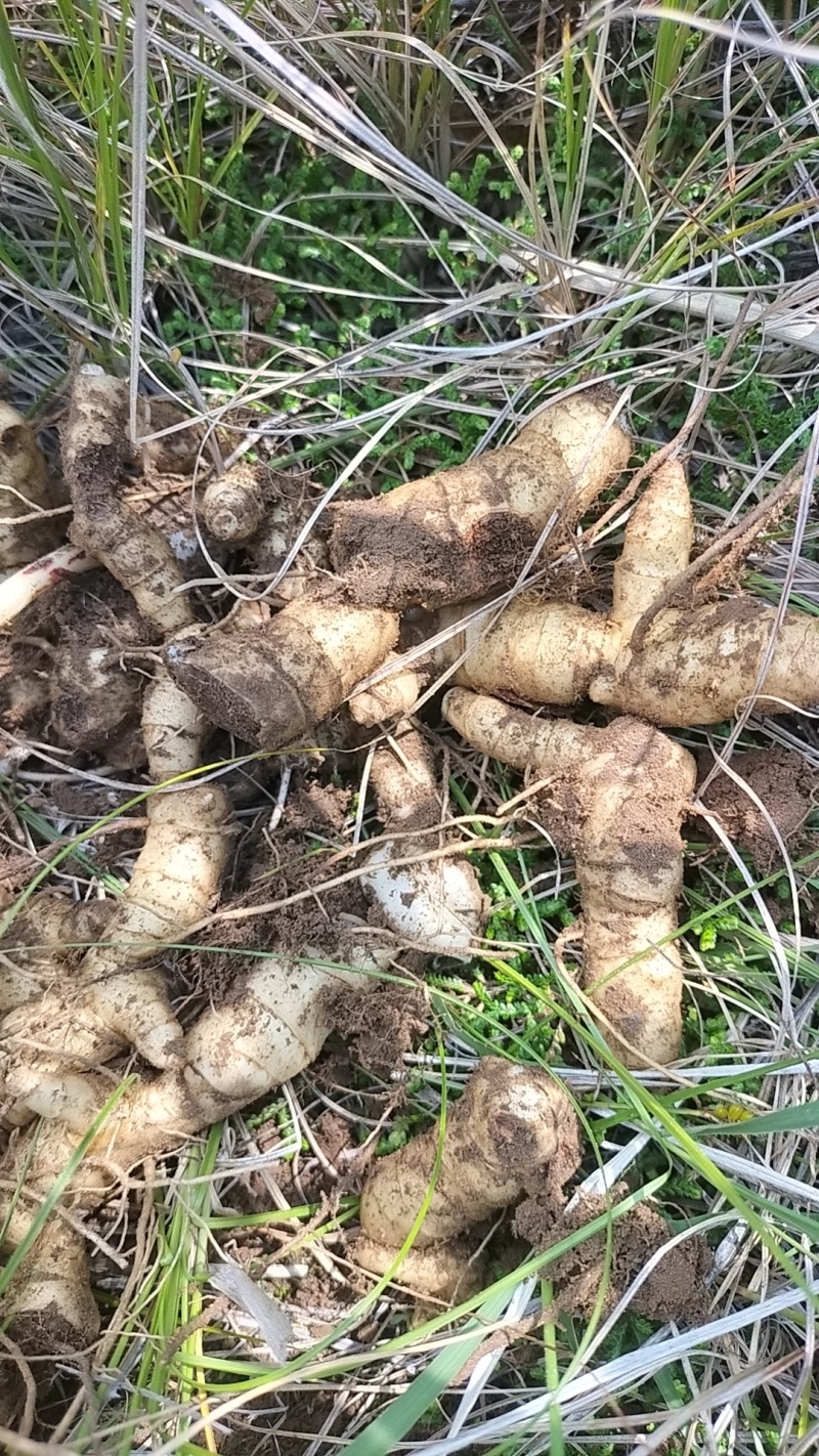 野生鸡头黄精