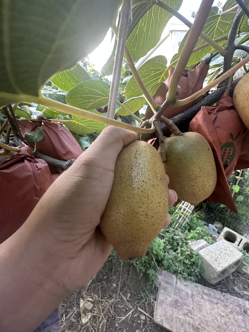 湘西黄心猕猴桃黄金果G3