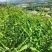 野生鸡头黄精