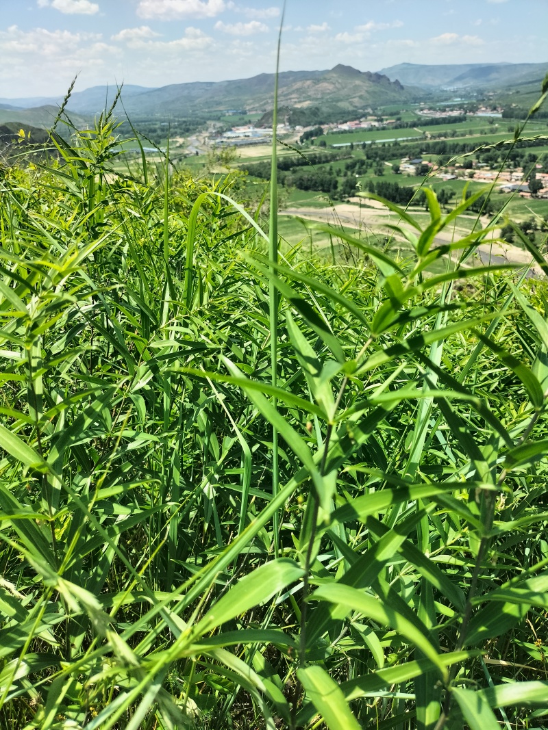 野生鸡头黄精