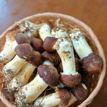 赤松茸