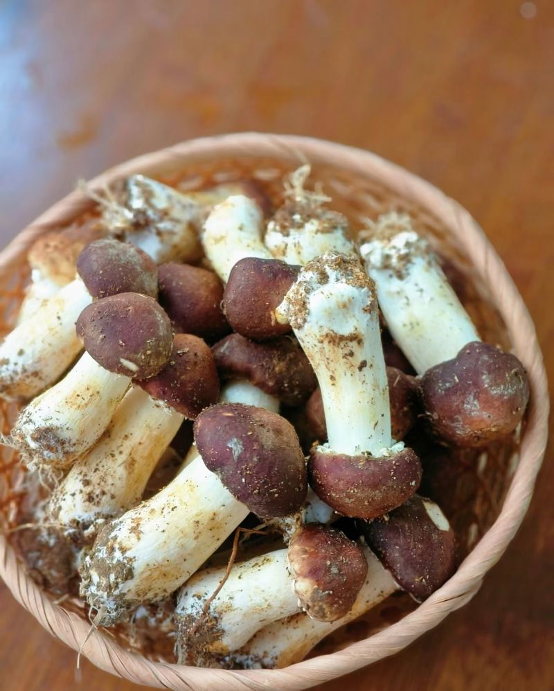赤松茸