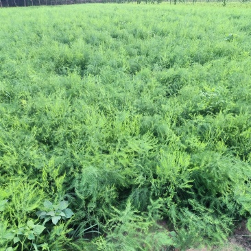 山东省菏泽市曹县芦笋苗基地