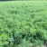 山东省菏泽市曹县芦笋苗基地