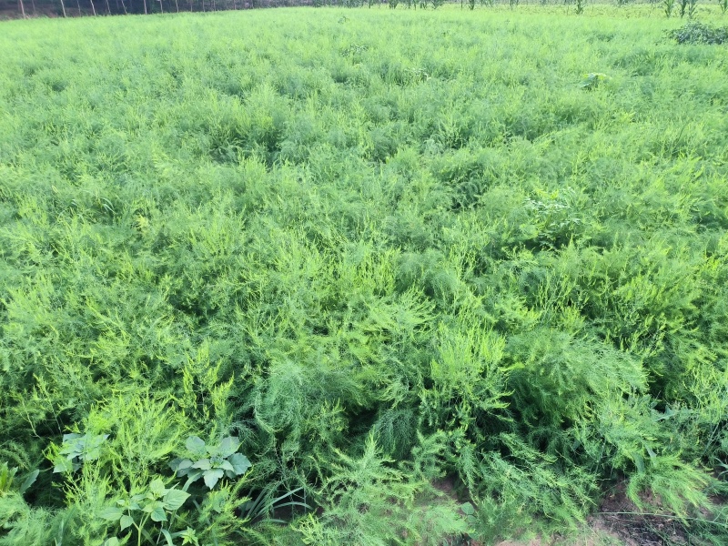 山东省菏泽市曹县芦笋苗基地