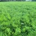 山东省菏泽市曹县芦笋苗基地