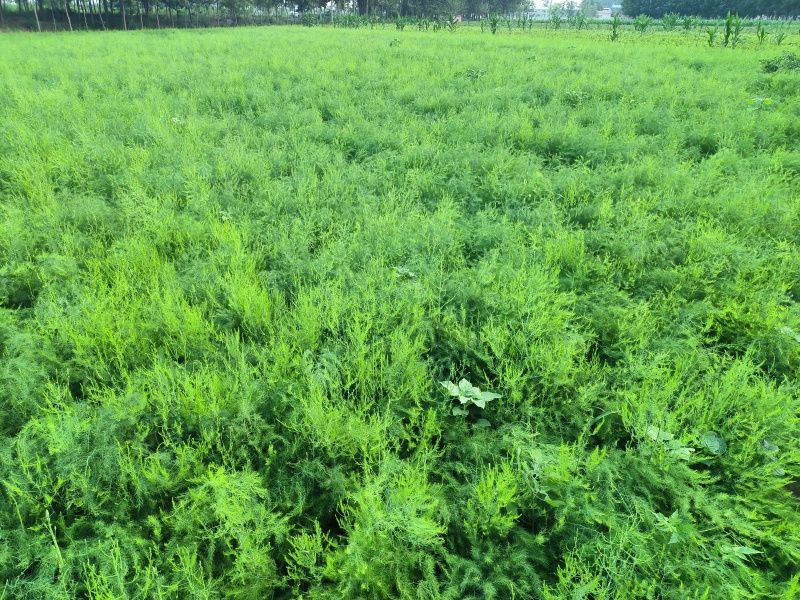 山东省菏泽市曹县芦笋苗基地