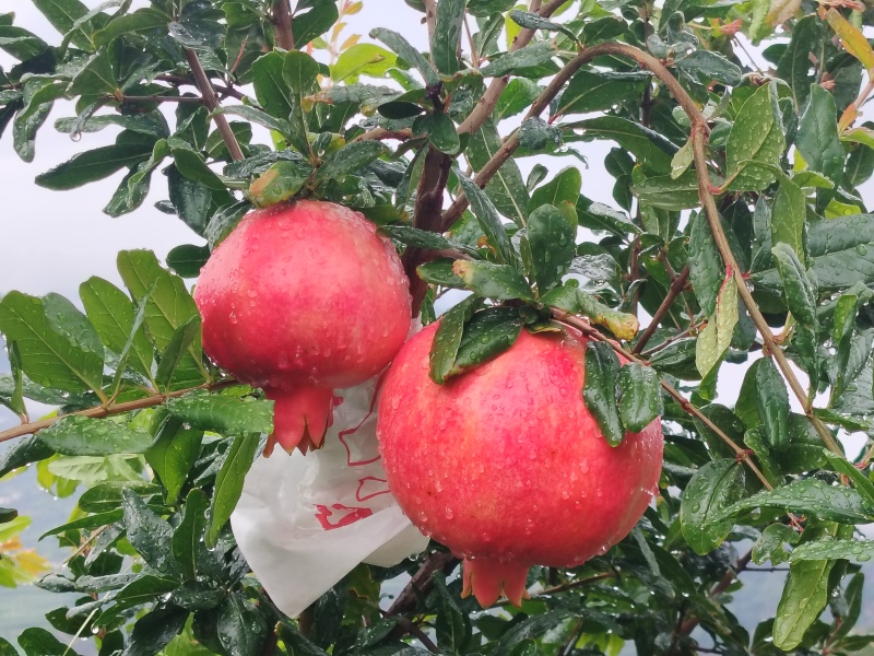 会理软籽石榴