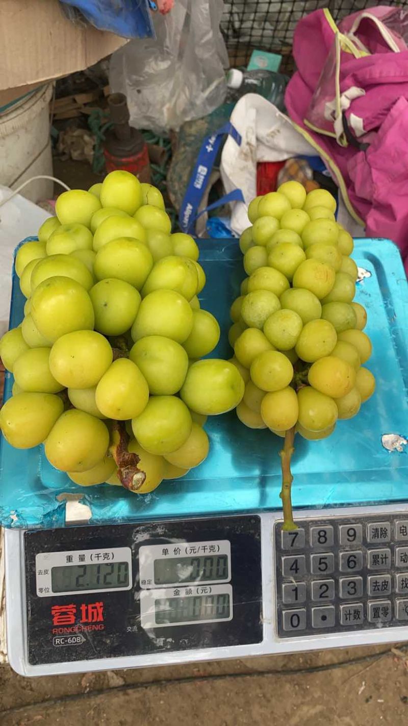 阳光玫瑰