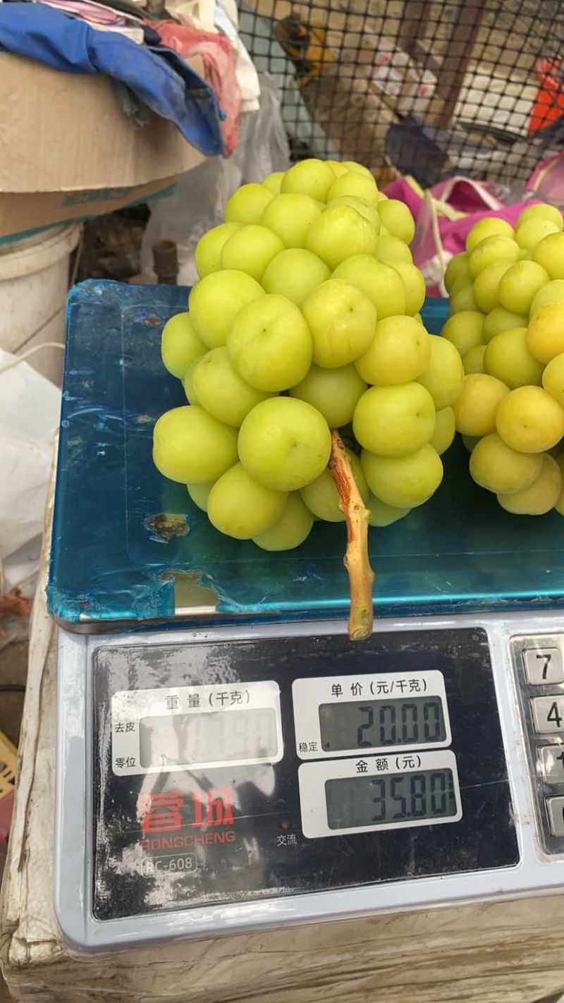 阳光玫瑰