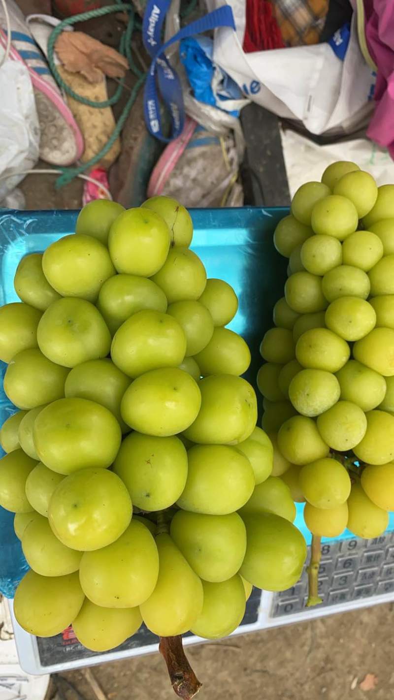 阳光玫瑰