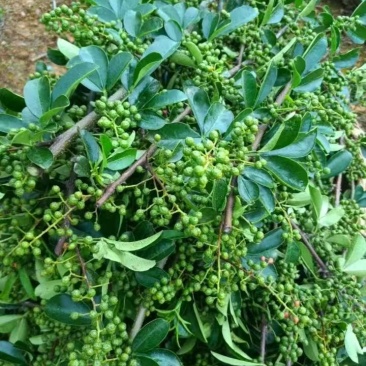 青花椒
