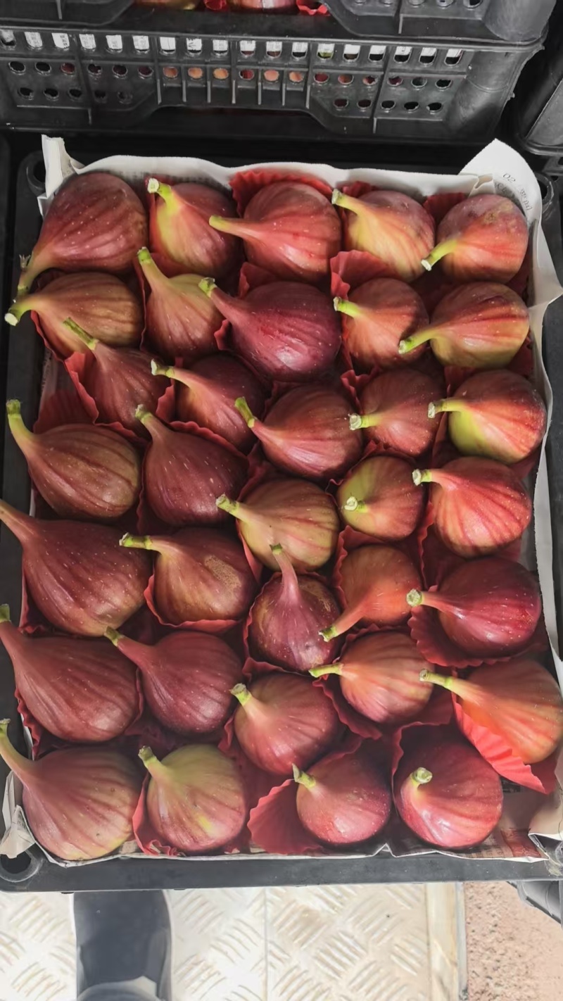 崇明岛无花果