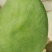 攀枝花凯特芒果