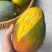 攀枝花凯特芒果