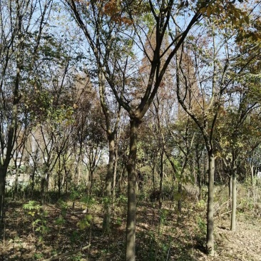 榉树