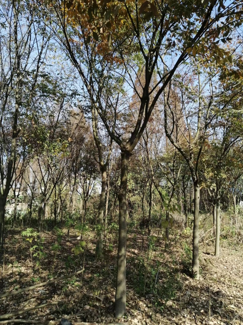 榉树