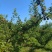 锦州市板石沟乡龟山生态园，大红袍李子已成熟，寻找买家