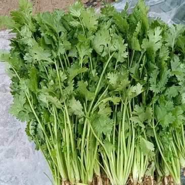 香菜