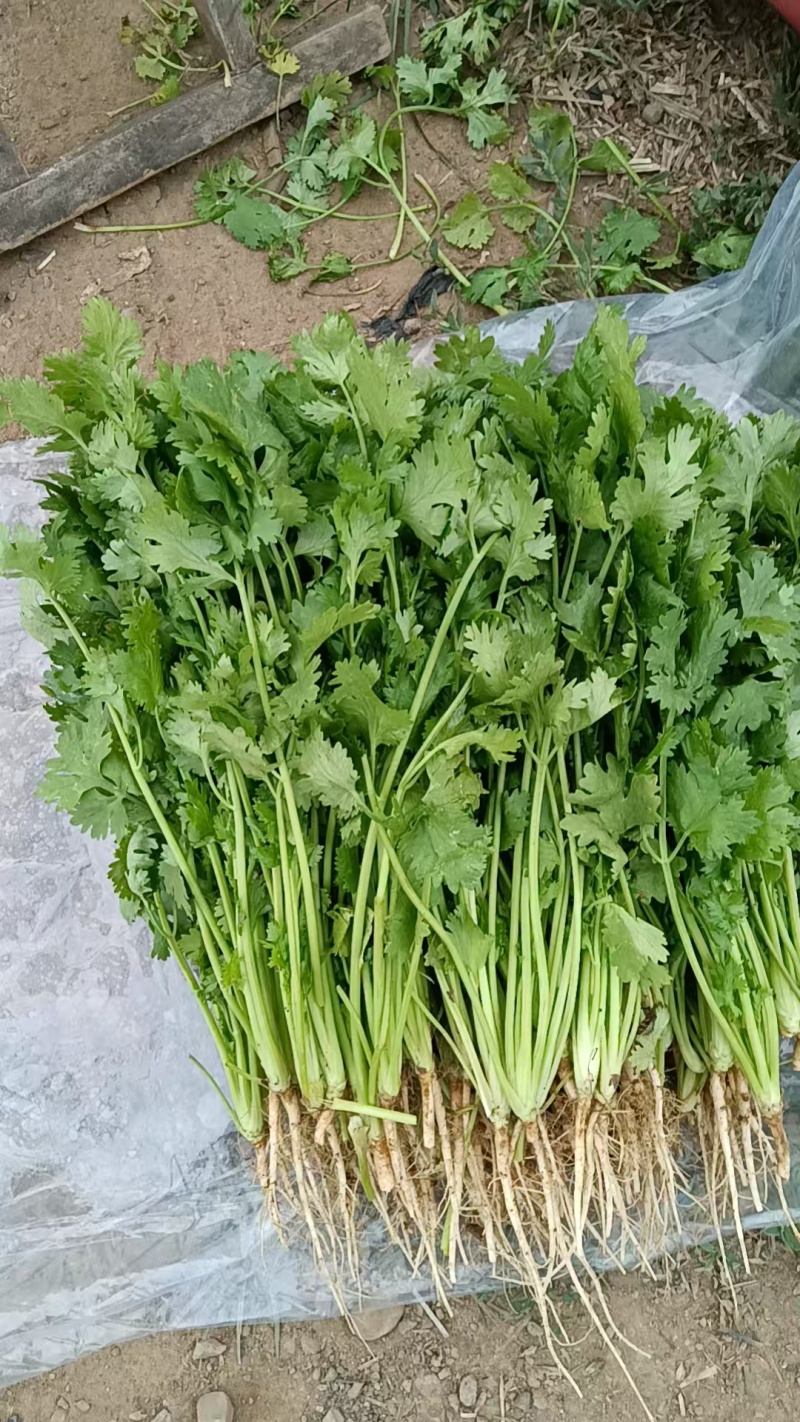 香菜