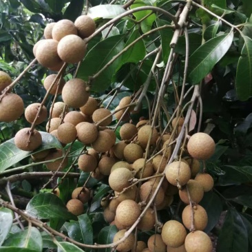 高州大龙眼