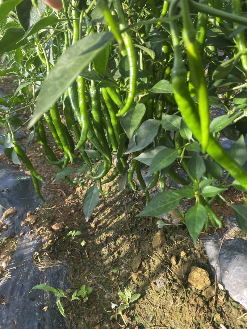 云南青椒二荆条大量上市