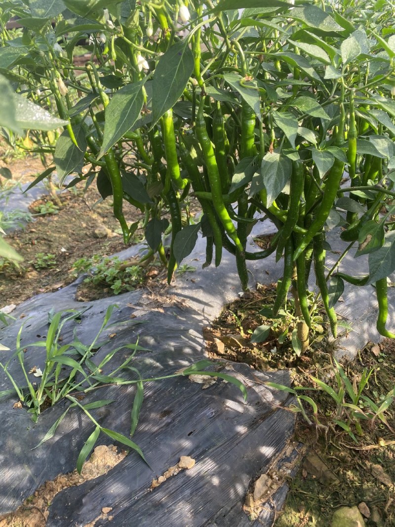 云南青椒二荆条大量上市