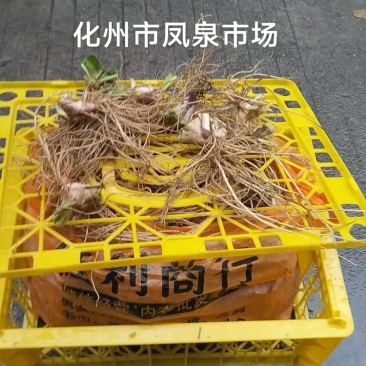 地胆草