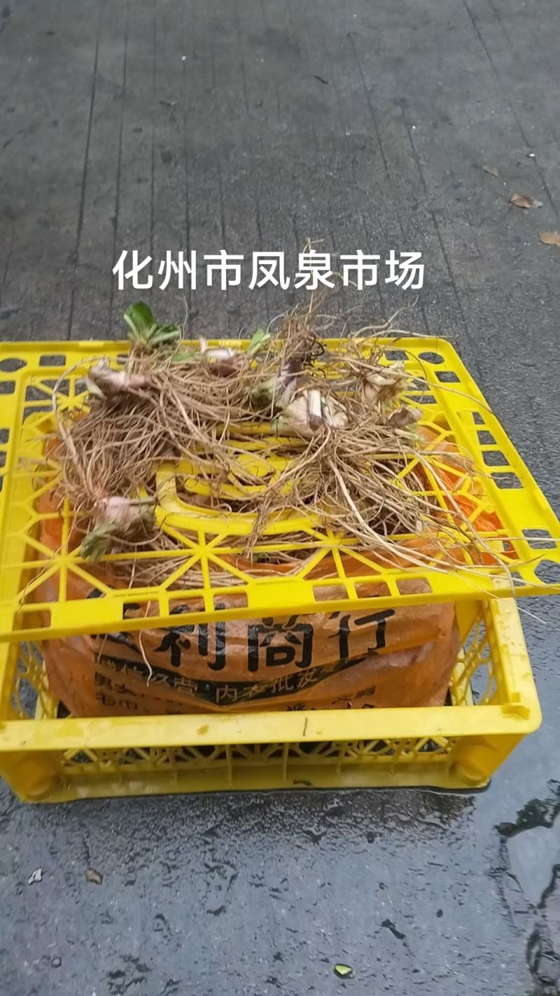 地胆草