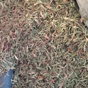 甜叶菊