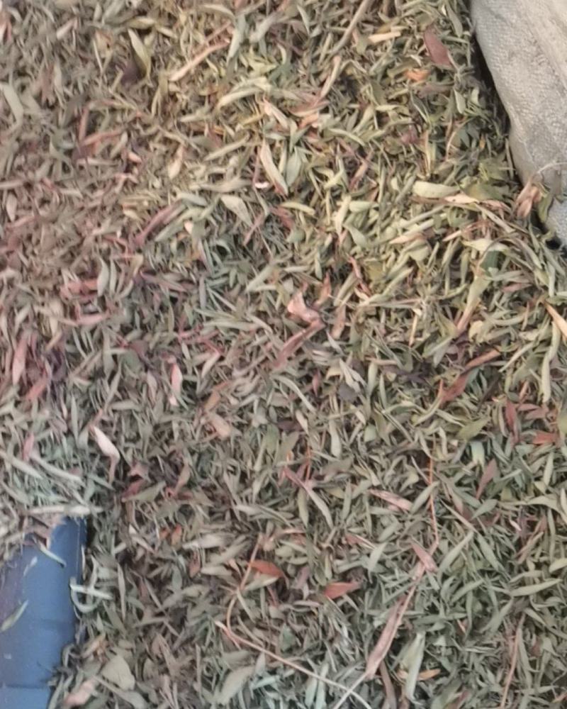 甜叶菊